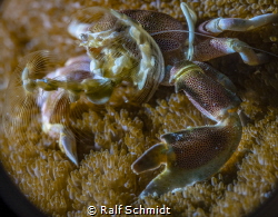 Close up of a Crab, Canon 5D IV 50mm Sigma Art & closeup10+ by Ralf Schmidt 